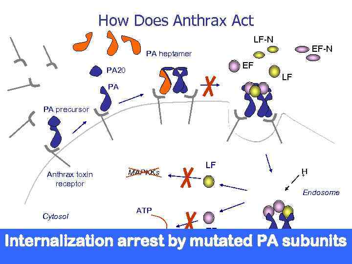 How Does Anthrax Act LF-N EF-N PA heptamer EF PA 20 LF PA PA