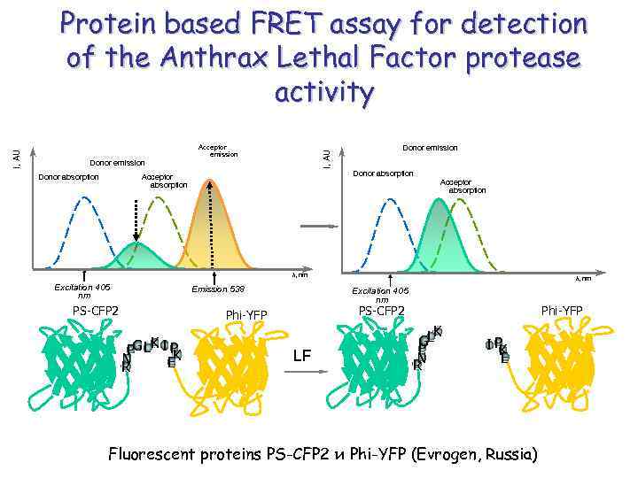 Donor emission Donor absorption Acceptor emission I, AU Protein based FRET assay for detection