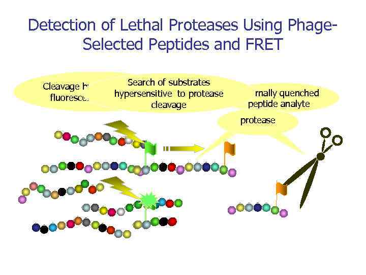 Detection of Lethal Proteases Using Phage. Selected Peptides and FRET Search Cleavage by protease