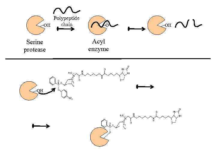 Polypeptide chain OH Serine protease OH O Acyl enzyme OH 
