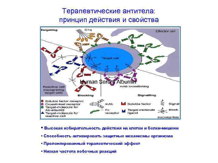 Терапевтические антитела: принцип действия и свойства Human Serum Albumin • Высокая избирательность действия на