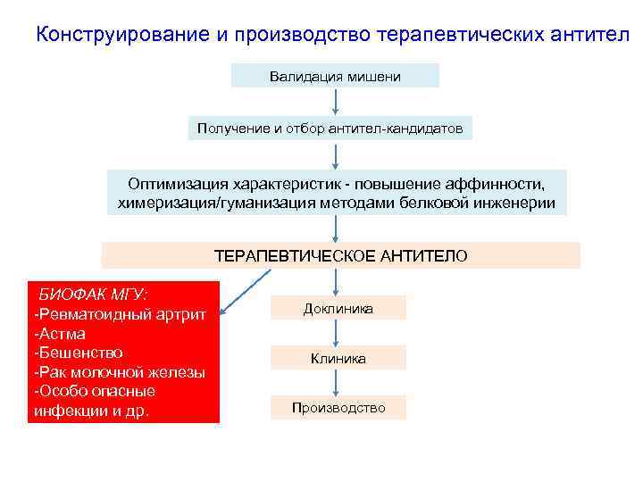 Конструирование и производство терапевтических антител Валидация мишени Получение и отбор антител-кандидатов Оптимизация характеристик -