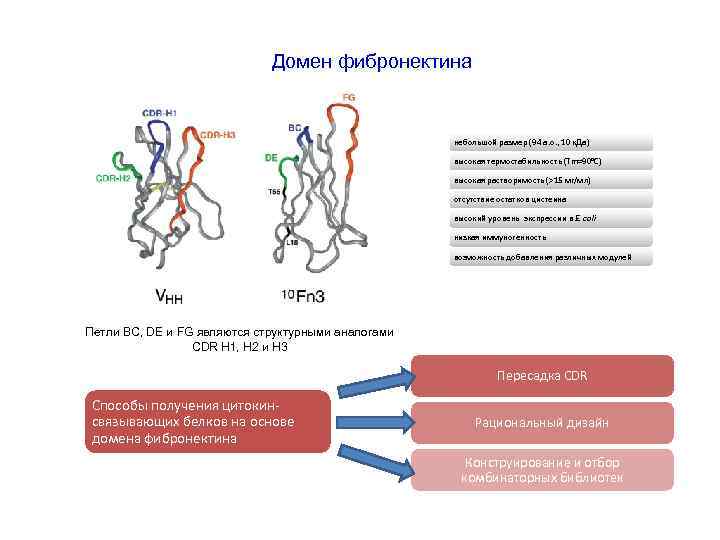 Домен фибронектина небольшой размер (94 а. о. , 10 к. Да) высокая термостабильность (Tm=90°C)