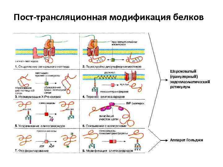 Модификация белков. Посттрансляционная модификация белков схема. Посттрансляционной модификации белка схема. Модификация белковых молекул происходит в. Модификация белков в ЭПС.