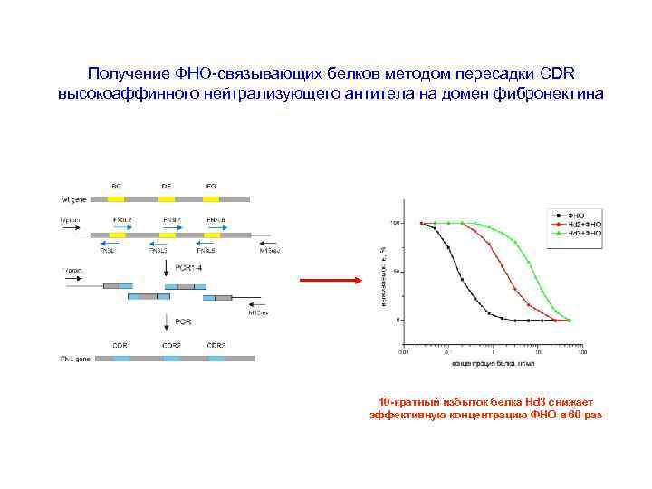 Получение ФНО-связывающих белков методом пересадки CDR высокоаффинного нейтрализующего антитела на домен фибронектина 10 -кратный