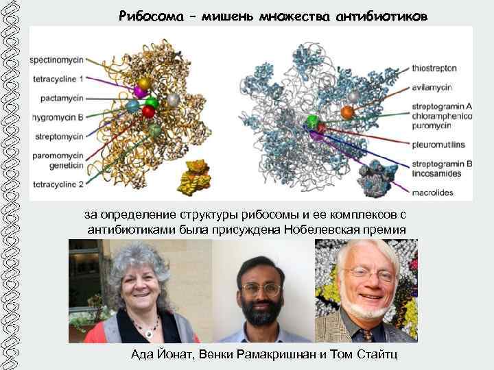 Рибосома – мишень множества антибиотиков за определение структуры рибосомы и ее комплексов с антибиотиками