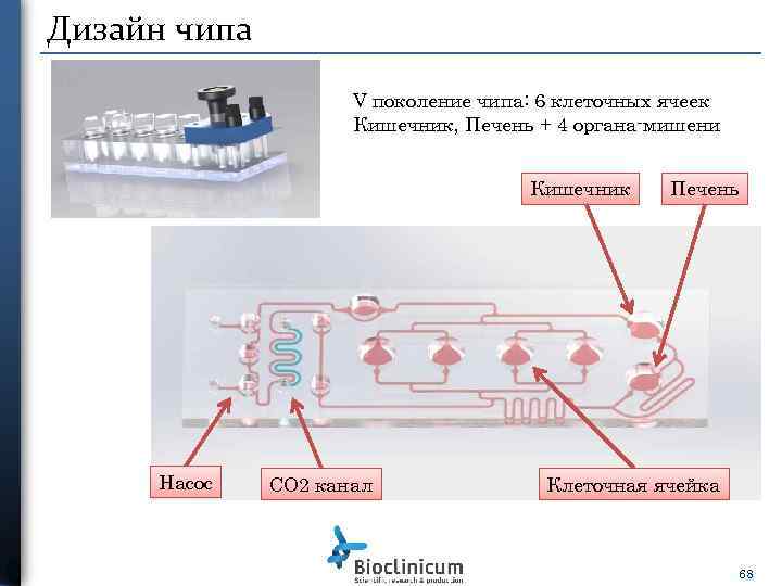 Дизайн чипа V поколение чипа: 6 клеточных ячеек Кишечник, Печень + 4 органа-мишени Кишечник
