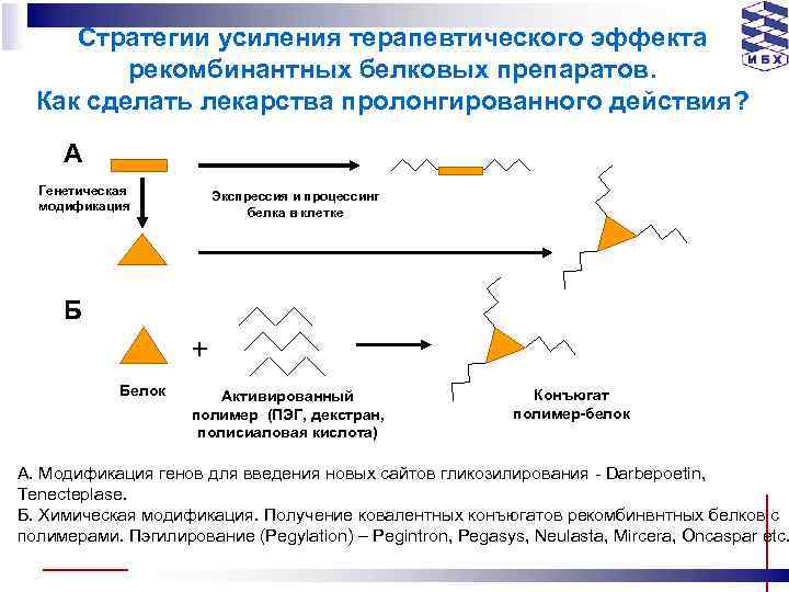 Стратегии усиления терапевтического эффекта рекомбинантных белковых препаратов. Как сделать лекарства пролонгированного действия? A Генетическая
