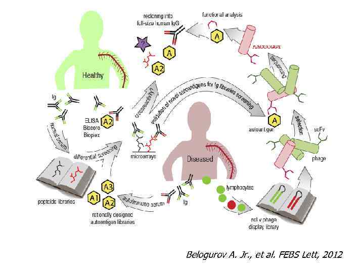 Belogurov A. Jr. , et al. FEBS Lett, 2012 