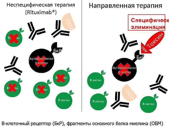 Неспецифическая терапия (Rituximab®) Направленная терапия Аутореактивная В клетка БМ О Бк. Р То кс