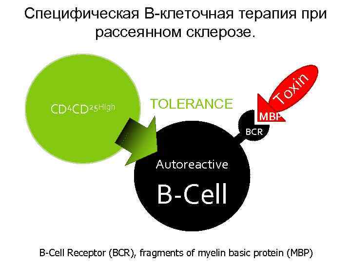 Специфическая B-клеточная терапия при рассеянном склерозе. CD 4 CD 25 High TOLERANCE in x