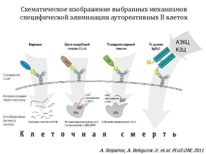 Схематическое изображение выбранных механизмов специфической элиминации аутореативных В клеток A. Stepanov, A. Belogurov Jr.
