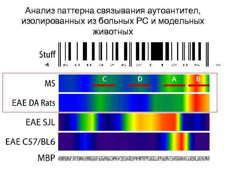 Анализ паттерна связывания аутоантител, изолированных из больных РС и модельных животных C D A