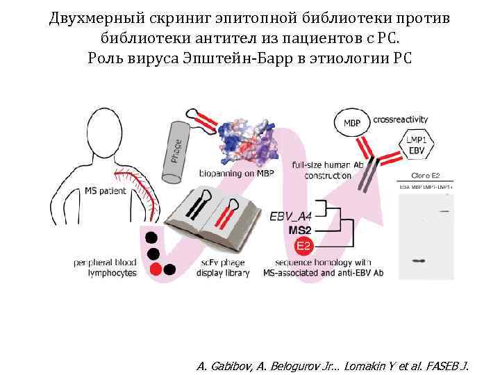 Двухмерный скриниг эпитопной библиотеки против библиотеки антител из пациентов с РС. Роль вируса Эпштейн-Барр