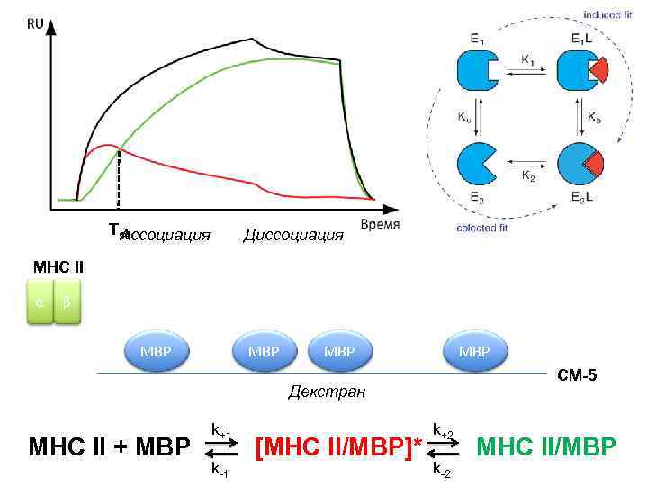 T 50 Ассоциация Диссоциация MHC II α β MBP MBP CM-5 Декстран MHC II