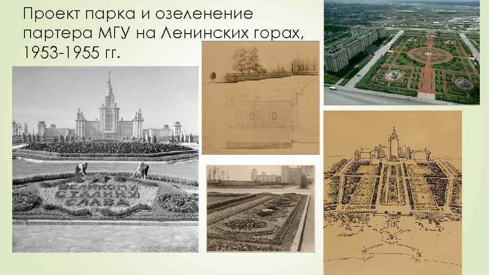 Проект парка и озеленение партера МГУ на Ленинских горах, 1953 -1955 гг. 