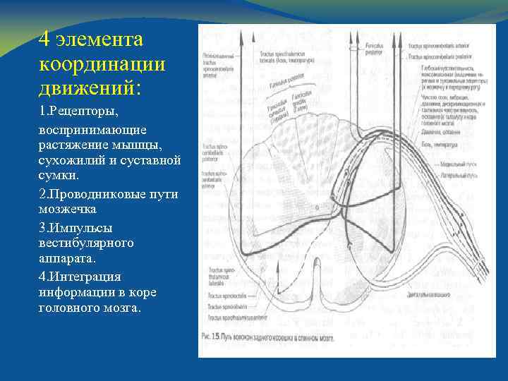 4 элемента координации движений: 1. Рецепторы, воспринимающие растяжение мышцы, сухожилий и суставной сумки. 2.