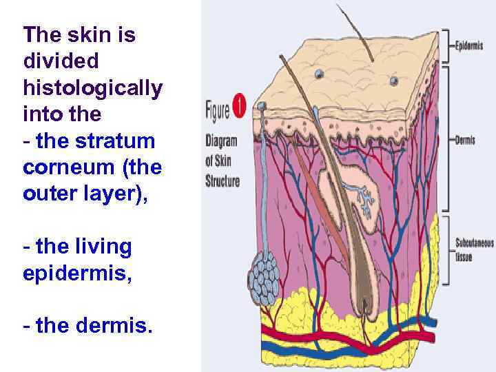 The skin is divided histologically into the - the stratum corneum (the outer layer),