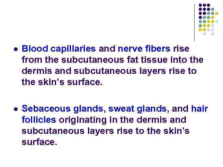 l Blood capillaries and nerve fibers rise from the subcutaneous fat tissue into the