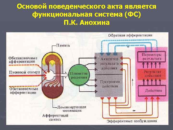 Основой поведенческого акта является функциональная система (ФС) П. К. Анохина 