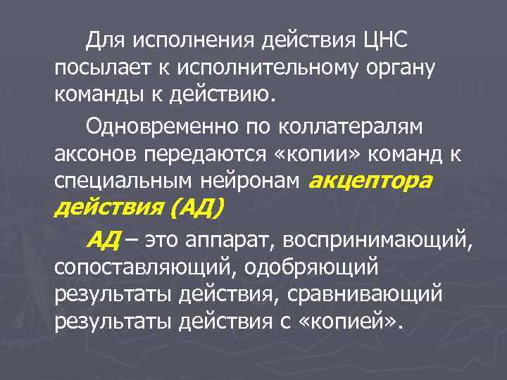 Для исполнения действия ЦНС посылает к исполнительному органу команды к действию. Одновременно по коллатералям