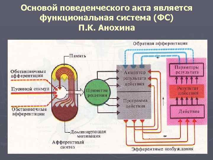 Основой поведенческого акта является функциональная система (ФС) П. К. Анохина 
