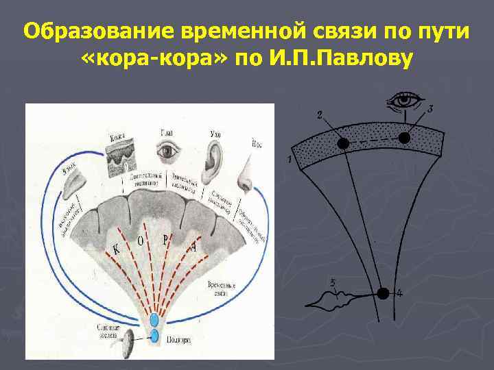 Образование временной связи по пути «кора-кора» по И. П. Павлову 