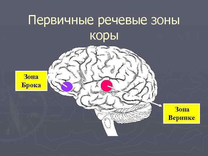 Первичные речевые зоны коры Зона Брока Зона Вернике 
