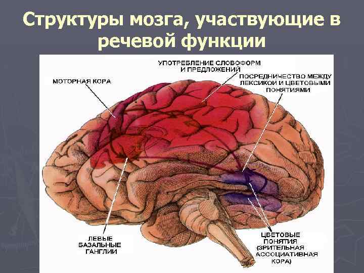 Структуры мозга, участвующие в речевой функции 