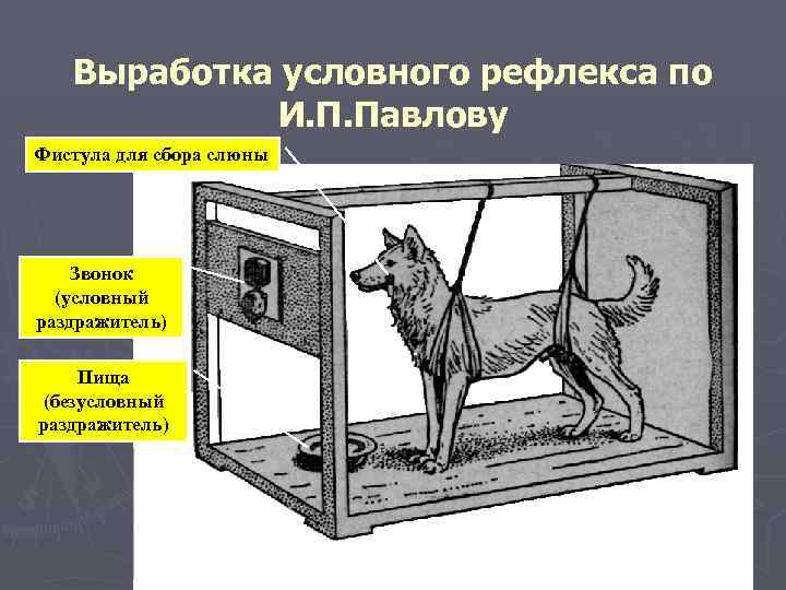 Выработка условного рефлекса по И. П. Павлову Фистула для сбора слюны Звонок (условный раздражитель)