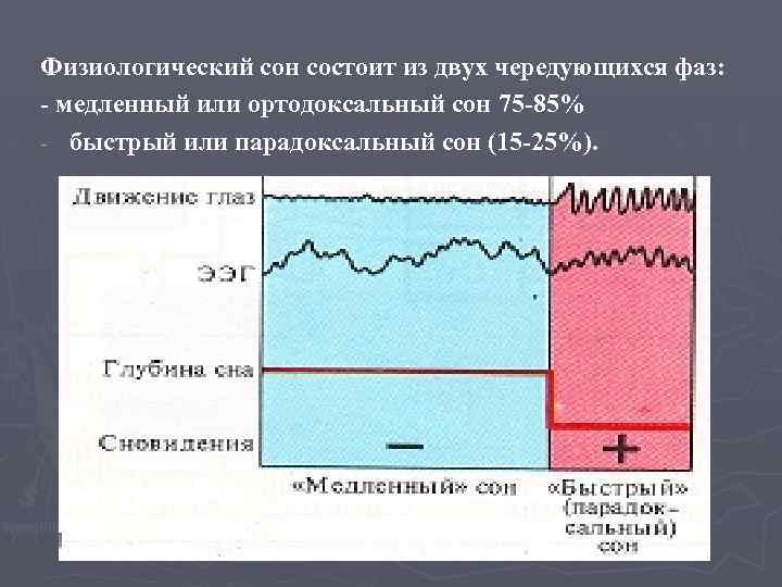 Физиологический сон состоит из двух чередующихся фаз: - медленный или ортодоксальный сон 75 -85%