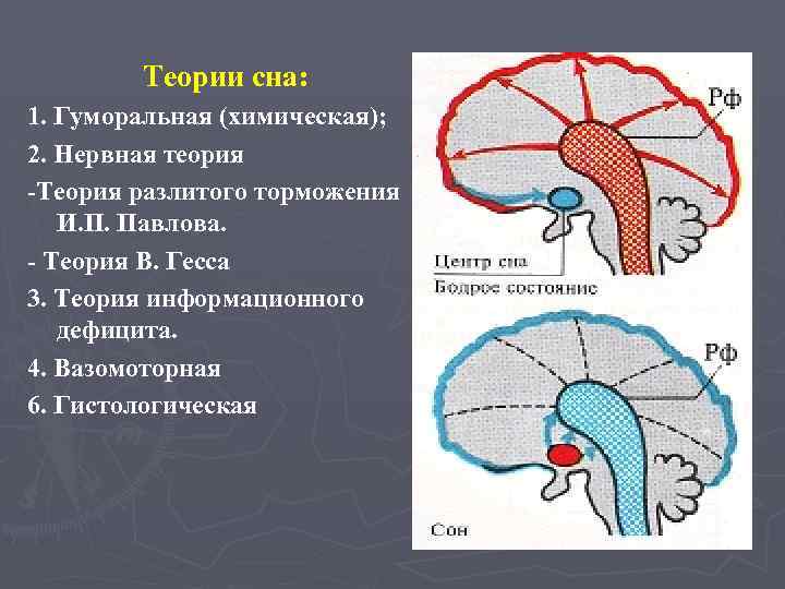 Теории сна: 1. Гуморальная (химическая); 2. Нервная теория -Теория разлитого торможения И. П. Павлова.