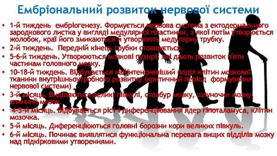 Ембріональний розвиток нервової системи • 1 -й тиждень ембріогенезу. Формується нервова система з ектодермального