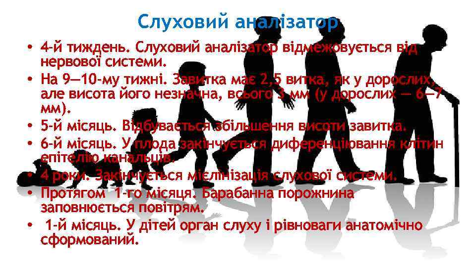 Слуховий аналізатор • 4 -й тиждень. Слуховий аналізатор відмежовується від нервової системи. • На
