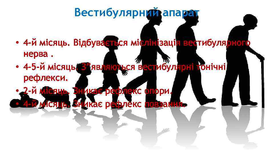 Вестибулярний апарат • 4 -й місяць. Відбувається мієлінізація вестибулярного нерва. • 4 -5 -й
