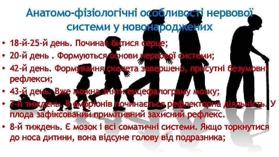 Анатомо-фізіологічні особливості нервової системи у новонароджених • 18 -й-25 -й день. Починає битися серце;