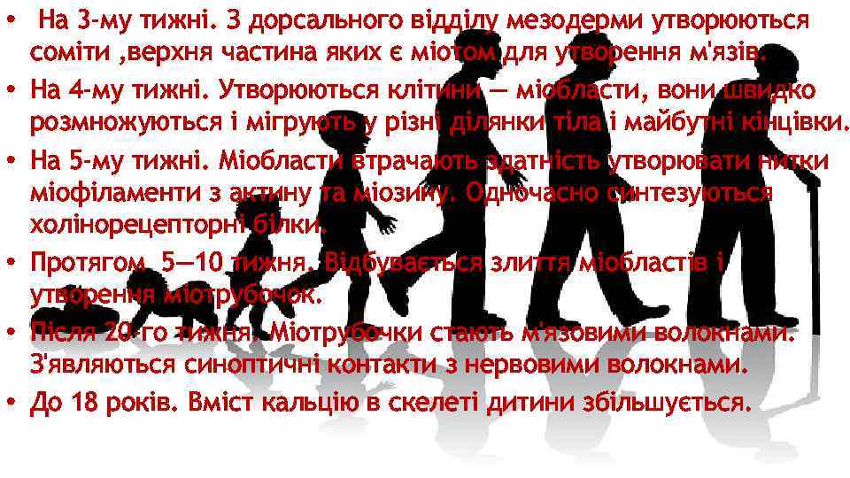  • На 3 -му тижні. З дорсального відділу мезодерми утворюються соміти , верхня