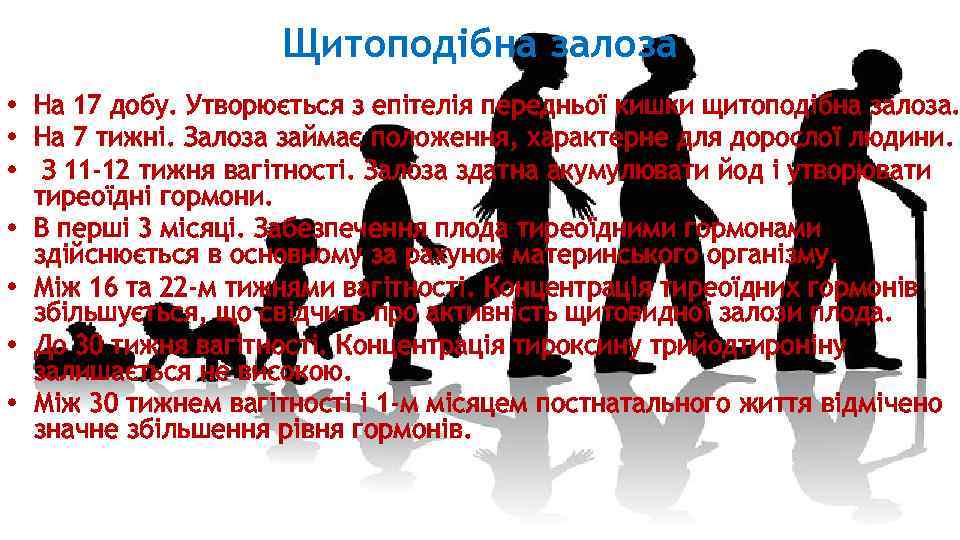Щитоподібна залоза • На 17 добу. Утворюється з епітелія передньої кишки щитоподібна залоза. •