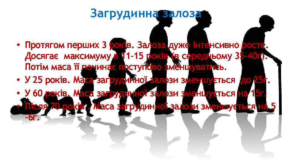 Загрудинна залоза • Протягом перших 3 років. Залоза дуже інтенсивно росте. Досягає максимуму в