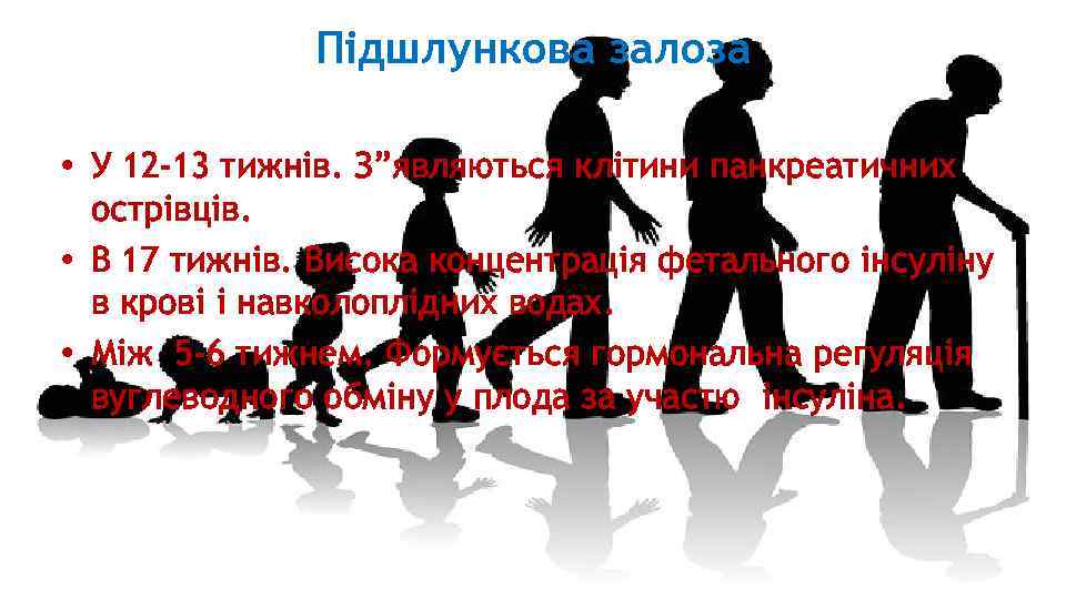Підшлункова залоза • У 12 -13 тижнів. З”являються клітини панкреатичних острівців. • В 17