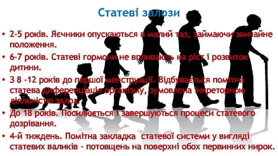 Статеві залози • 2 -5 років. Яєчники опускаються в малий таз, займаючи звичайне положення.