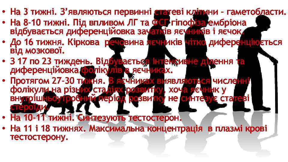  • На 3 тижні. З’являються первинні статеві клітини – гаметобласти. • На 8