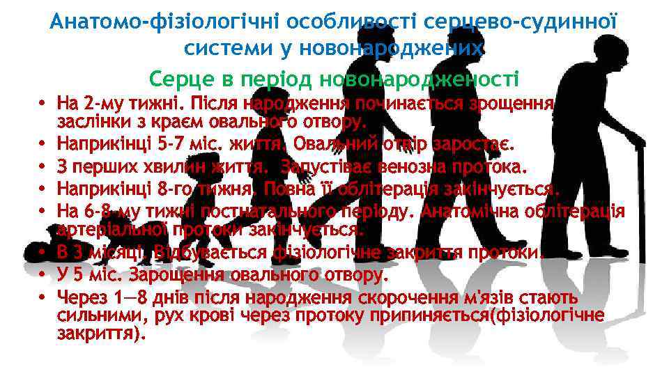 Анатомо-фізіологічні особливості серцево-судинної системи у новонароджених Серце в період новонародженості • На 2 -му