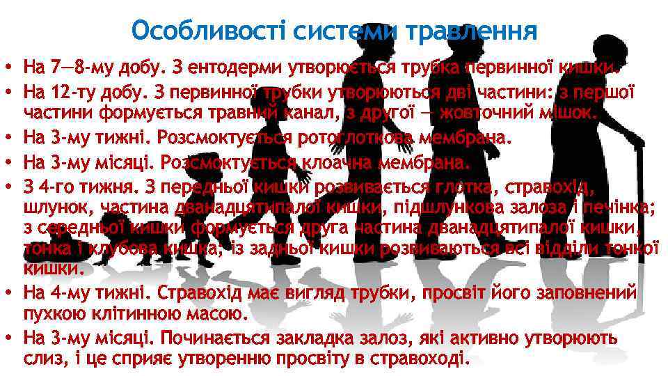 Особливості системи травлення • На 7— 8 -му добу. З ентодерми утворюється трубка первинної