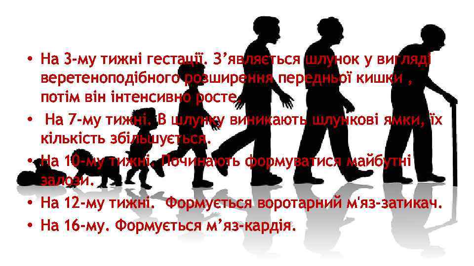  • На 3 -му тижні гестації. З’являється шлунок у вигляді веретеноподібного розширення передньої