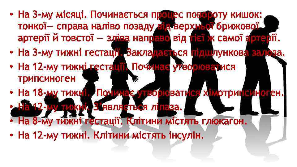  • На 3 -му місяці. Починається процес повороту кишок: тонкої— справа наліво позаду