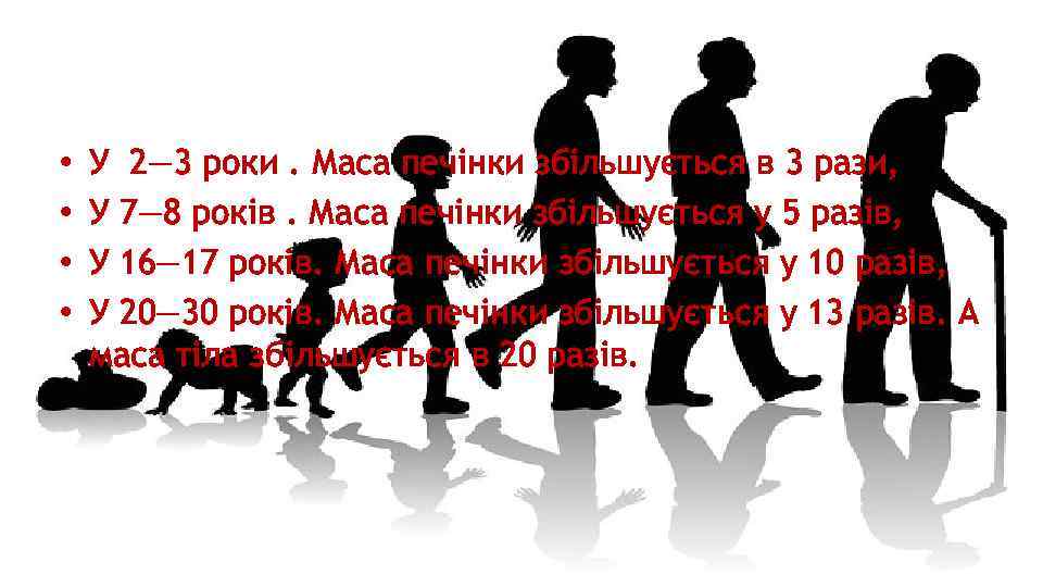  • • У 2— 3 роки. Маса печінки збільшується в 3 рази, У