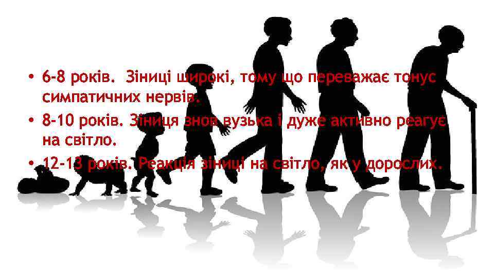  • 6 -8 років. Зіниці широкі, тому що переважає тонус симпатичних нервів. •