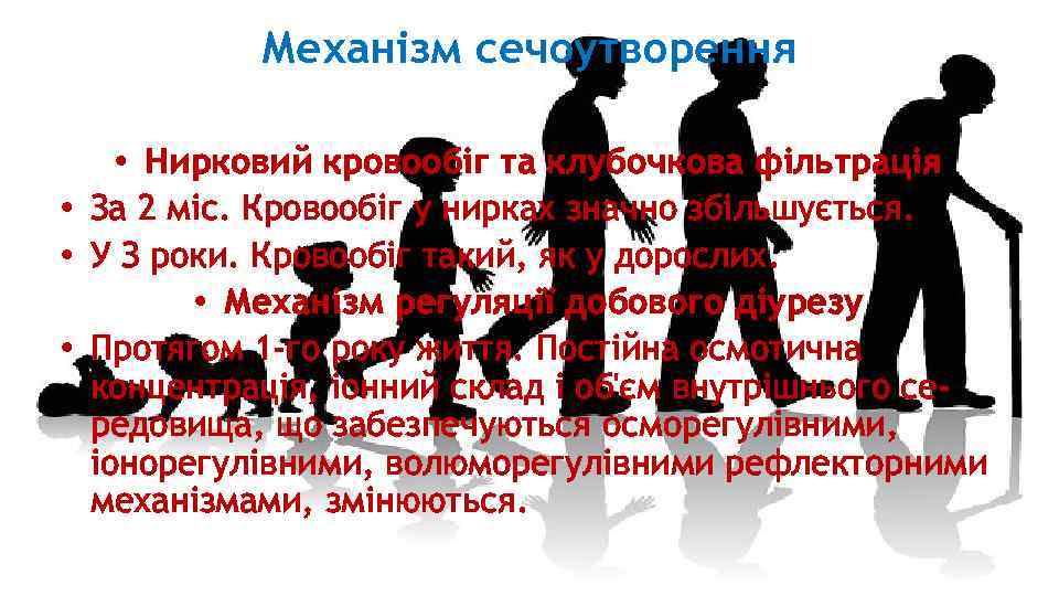 Механізм сечоутворення • Нирковий кровообіг та клубочкова фільтрація • За 2 міс. Кровообіг у