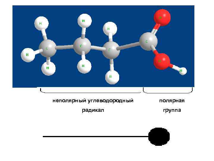 неполярный углеводородный полярная радикал группа 